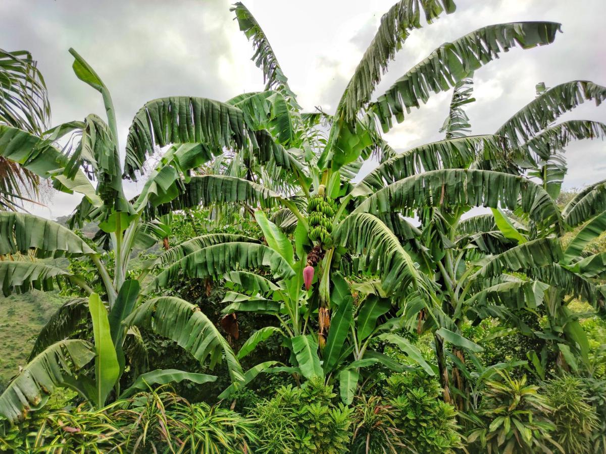Finca Cuipo Buritaca Kültér fotó